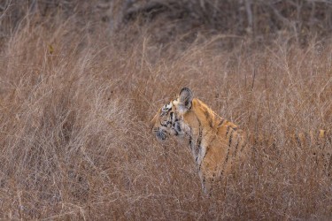 996A7494 Bengal Tiger  Panthera tigris tigris   Panna  India