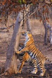 996A7619 Bengal Tiger  Panthera tigris tigris   Panna  India