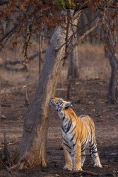 996A7635 Bengal Tiger  Panthera tigris tigris   Panna  India