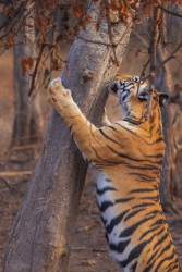 996A7649 2 Bengal Tiger  Panthera tigris tigris   Panna  India