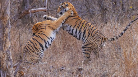 996A7723 Bengal Tiger  Panthera tigris tigris   Panna  India