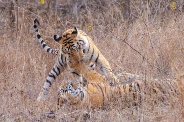 996A7747 Bengal Tiger  Panthera tigris tigris   Panna  India