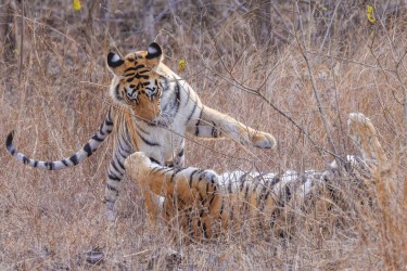 996A7750 Bengal Tiger  Panthera tigris tigris   Panna  India