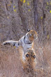 996A7759 Bengal Tiger  Panthera tigris tigris   Panna  India