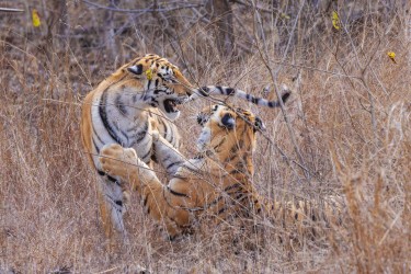 996A7761 Bengal Tiger  Panthera tigris tigris   Panna  India