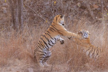 996A7776 Bengal Tiger  Panthera tigris tigris   Panna  India