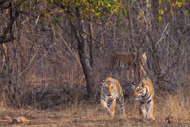 996A7795 Bengal Tiger  Panthera tigris tigris   Panna  India