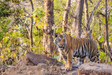 996A7898 Bengal Tiger  Panthera tigris tigris   Panna  India