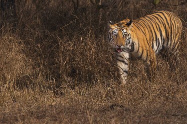 996A8080 Bengal Tiger  Panthera tigris tigris   Panna  India
