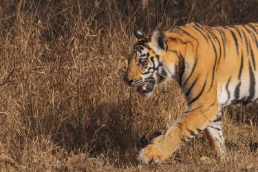 996A8083 Bengal Tiger  Panthera tigris tigris   Panna  India