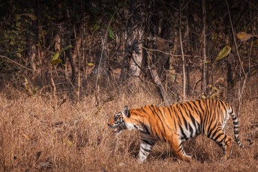 996A8086 Bengal Tiger  Panthera tigris tigris   Panna  India