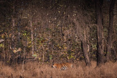996A8089 Bengal Tiger  Panthera tigris tigris   Panna  India