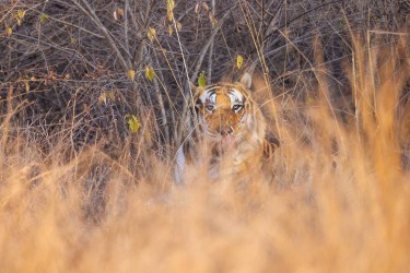 BS2A3403 Bengal Tiger  Panthera tigris tigris   Panna  India