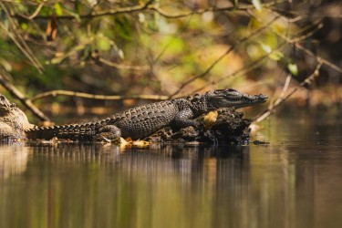 BS2A3524 mugger crocodile  Crocodylus palustris   Panna  India