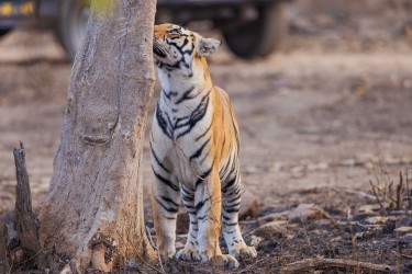 BS2A3557 Bengal Tiger  Panthera tigris tigris   Panna  India