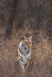 BS2A3619 Bengal Tiger  Panthera tigris tigris   Panna  India