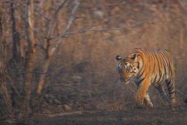BS2A3642 Bengal Tiger  Panthera tigris tigris   Panna  India