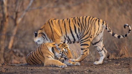 BS2A3653 Bengal Tiger  Panthera tigris tigris   Panna  India