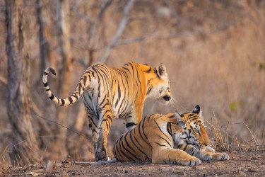 BS2A3659 Bengal Tiger  Panthera tigris tigris   Panna  India