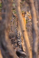 BS2A3692 Bengal Tiger  Panthera tigris tigris   Panna  India