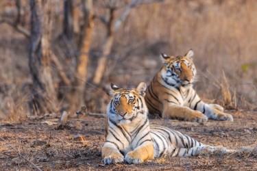 BS2A3744 Bengal Tiger  Panthera tigris tigris   Panna  India