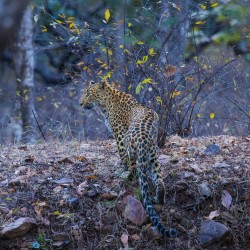 996A8100 Indian leopard  Panthera pardus fusca   Ranthambore  India