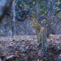 996A8102 Indian leopard  Panthera pardus fusca   Ranthambore  India