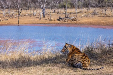 996A8154 Bengal Tiger  Panthera tigris tigris   Ranthambore  India