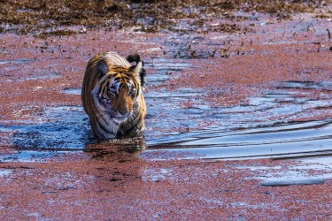 996A8187 Bengal Tiger  Panthera tigris tigris   Ranthambore  India