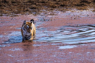 996A8190 Bengal Tiger  Panthera tigris tigris   Ranthambore  India