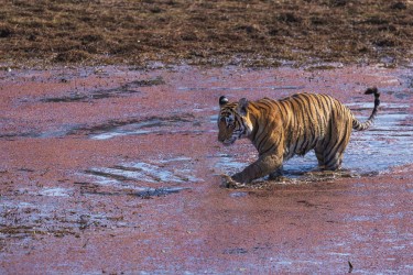 996A8199 Bengal Tiger  Panthera tigris tigris   Ranthambore  India