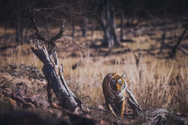 996A8230 Bengal Tiger  Panthera tigris tigris   Ranthambore  India
