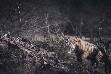 996A8234 Bengal Tiger  Panthera tigris tigris   Ranthambore  India
