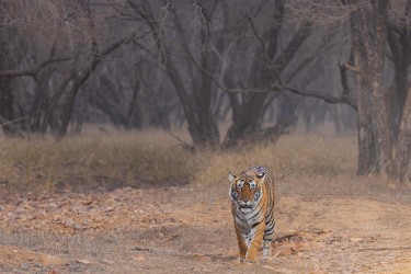 996A8340 Bengal Tiger  Panthera tigris tigris   Ranthambore  India