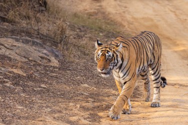 996A8361 Bengal Tiger  Panthera tigris tigris   Ranthambore  India