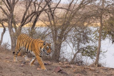 996A8368 Bengal Tiger  Panthera tigris tigris   Ranthambore  India