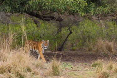 996A8375 Bengal Tiger  Panthera tigris tigris   Ranthambore  India