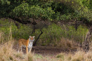 996A8385 Bengal Tiger  Panthera tigris tigris   Ranthambore  India
