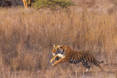 996A8412 Bengal Tiger  Panthera tigris tigris   Ranthambore  India