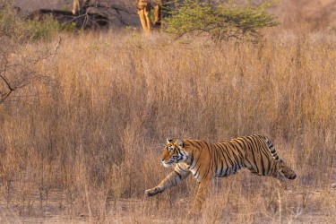 996A8413 Bengal Tiger  Panthera tigris tigris   Ranthambore  India