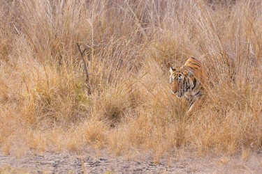 996A8446 Bengal Tiger  Panthera tigris tigris   Ranthambore  India
