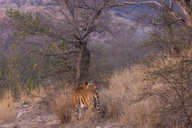 996A8469 Bengal Tiger  Panthera tigris tigris   Ranthambore  India