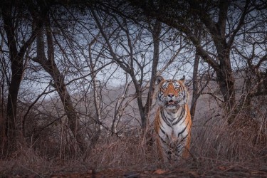 996A8514 Bengal Tiger  Panthera tigris tigris   Ranthambore  India