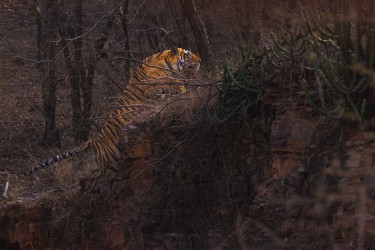 996A8523 Bengal Tiger  Panthera tigris tigris   Ranthambore  India