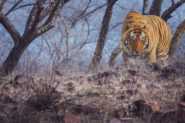 996A8524 Bengal Tiger  Panthera tigris tigris   Ranthambore  India