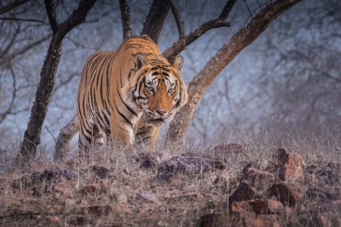 996A8526 Bengal Tiger  Panthera tigris tigris   Ranthambore  India