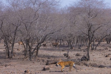 996A8567 Bengal Tiger  Panthera tigris tigris   Ranthambore  India