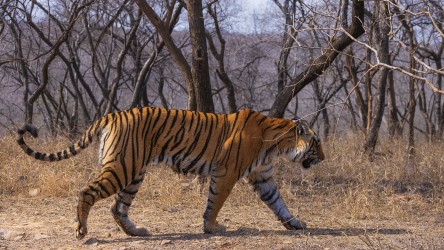 996A8595 Bengal Tiger  Panthera tigris tigris   Ranthambore  India