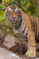 996A8743 Bengal Tiger  Panthera tigris tigris   Ranthambore  India