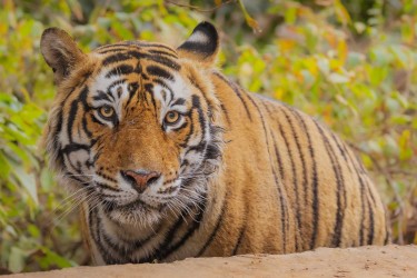 996A8762 Bengal Tiger  Panthera tigris tigris   Ranthambore  India